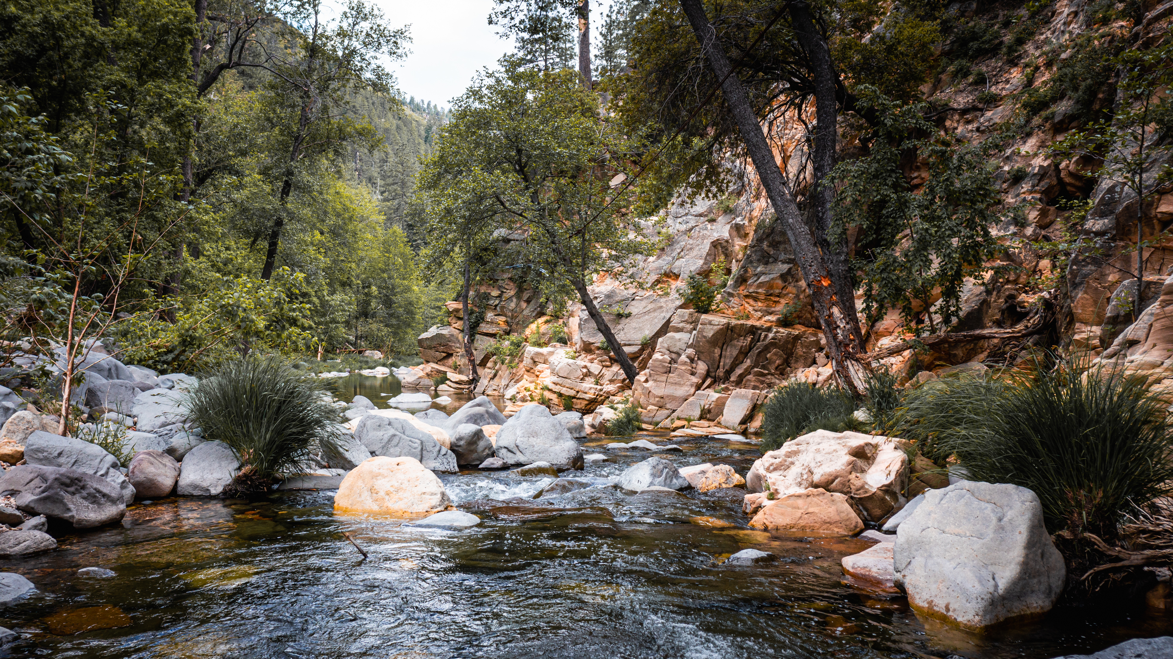 A serene stream flowing through a rocky and tree-lined area with a mountain in the background.